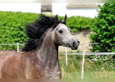 Vollblutaraber, Wallach, 3 Jahre, 152 cm, Schimmel