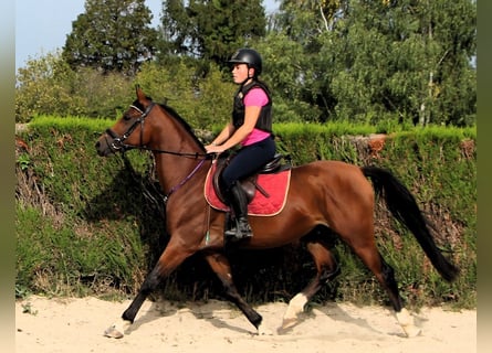 Vollblutaraber, Wallach, 3 Jahre, 153 cm, Brauner