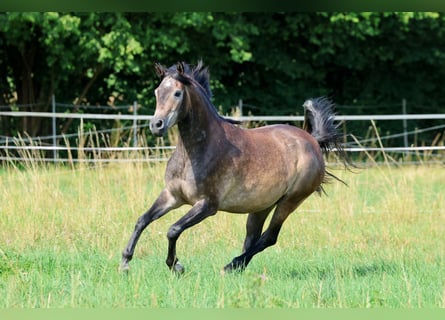 Vollblutaraber, Wallach, 3 Jahre, 154 cm, Schimmel