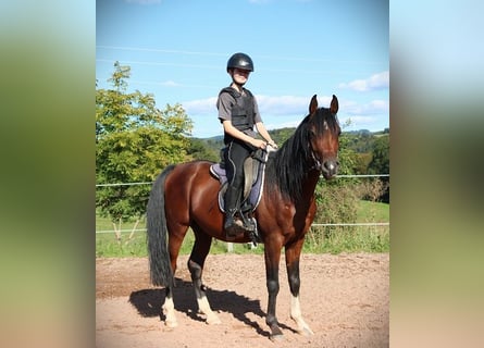 Vollblutaraber, Wallach, 3 Jahre, 155 cm, Dunkelbrauner