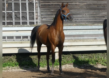Vollblutaraber, Wallach, 3 Jahre, 156 cm, Brauner