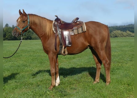 Vollblutaraber, Wallach, 3 Jahre, 156 cm, Fuchs