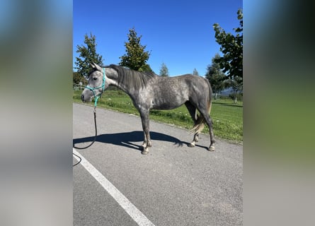Vollblutaraber, Wallach, 4 Jahre, 148 cm, Schimmel