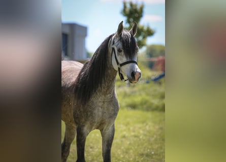 Vollblutaraber, Wallach, 4 Jahre, 150 cm
