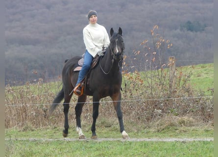 Vollblutaraber, Wallach, 4 Jahre, 153 cm, Dunkelbrauner