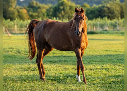 Vollblutaraber, Wallach, 4 Jahre, 155 cm, Fuchs