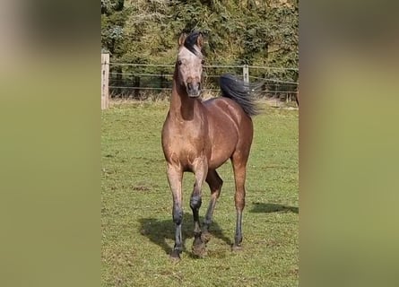 Vollblutaraber, Wallach, 4 Jahre, 155 cm, Schimmel