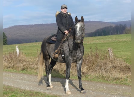 Vollblutaraber, Wallach, 4 Jahre, 158 cm, Schimmel