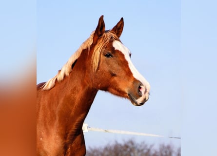 Vollblutaraber, Wallach, 4 Jahre, 160 cm, Fuchs