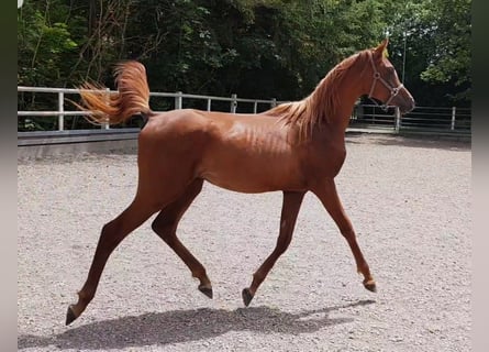 Vollblutaraber, Wallach, 4 Jahre, Fuchs