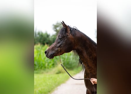 Vollblutaraber, Wallach, 5 Jahre, 150 cm, Dunkelbrauner