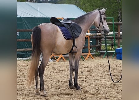 Vollblutaraber, Wallach, 5 Jahre, 154 cm, Schimmel