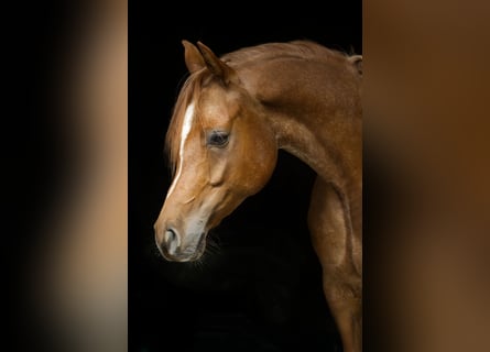 Vollblutaraber, Wallach, 5 Jahre, 155 cm, Rabicano