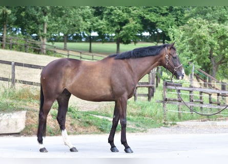 Vollblutaraber, Wallach, 7 Jahre, 168 cm, Schwarzbrauner