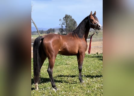 Vollblutaraber, Wallach, 9 Jahre, 152 cm, Rotbrauner