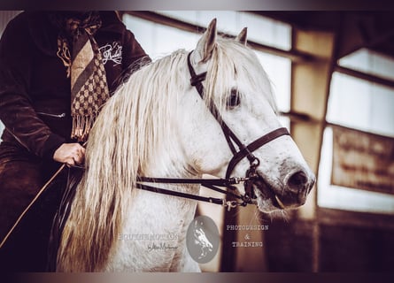 Camargue, Hengst, 16 Jahre, 150 cm, Schimmel