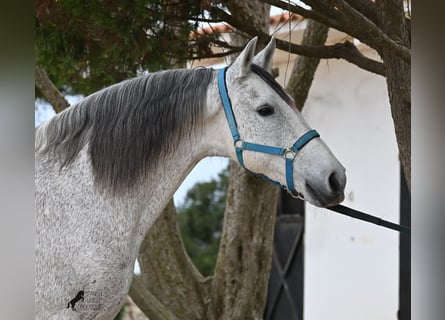 Warlander, Castrone, 18 Anni, 154 cm, Grigio