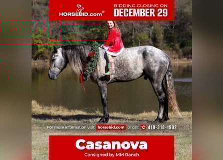 Warlander, Étalon, 5 Ans, 163 cm, Gris pommelé