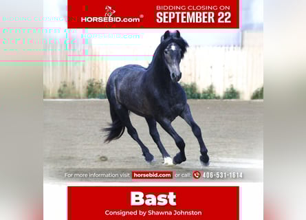 Warlander, Gelding, 3 years, 15 hh, Grey