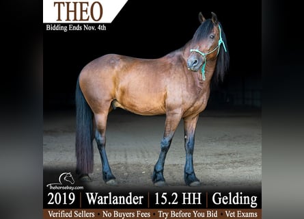 Warlander, Gelding, 7 years, 15.1 hh, Bay