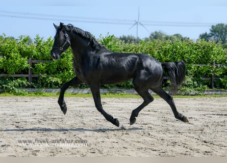 Warlander, Hengst, 3 Jahre, 176 cm, Rappe