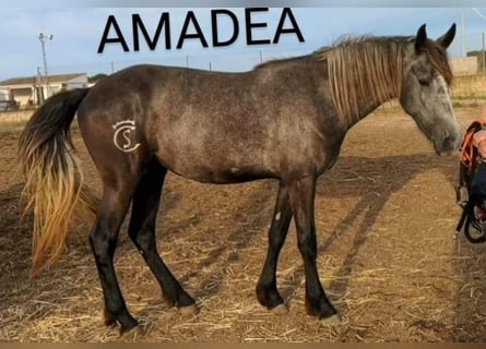 Warlander, Jument, 3 Ans