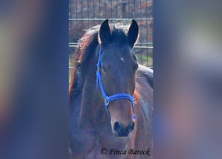 Warlander, Mare, 4 years, 15,2 hh, Bay-Dark