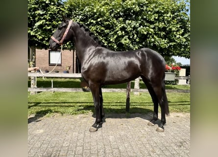 Warlander, Mare, 4 years, 15,2 hh, Black