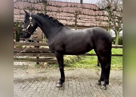 Warlander, Mare, 5 years, 15.3 hh, Black