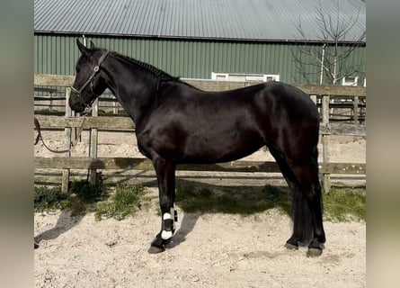 Warlander, Mare, 5 years, 15.3 hh, Black