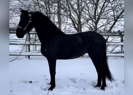 Warlander, Mare, 5 years, 15,2 hh, Black