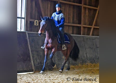 Warlander, Merrie, 4 Jaar, 160 cm, Donkerbruin