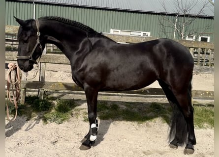 Warlander, Merrie, 4 Jaar, 162 cm, Zwart