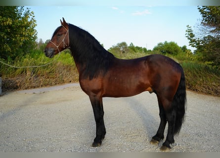 Warlander Mestizo, Semental, 8 años, 152 cm