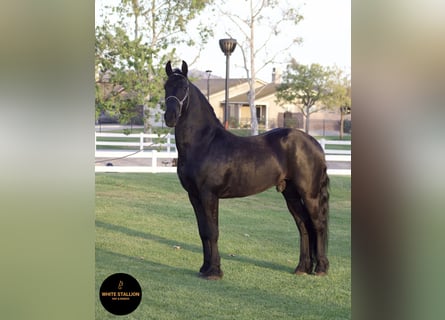 Warlander, Stallone, 5 Anni, 163 cm, Morello