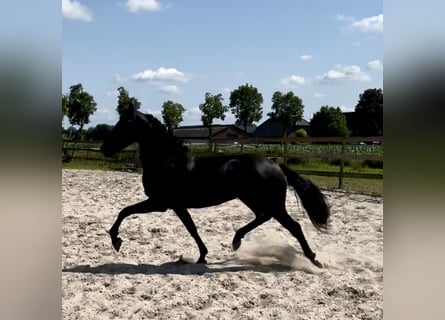 Warlander, Stute, 4 Jahre, 160 cm, Rappe