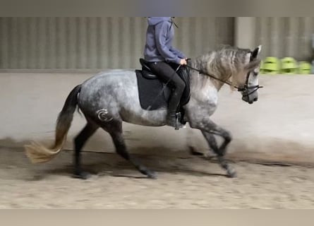 Warlander, Stute, 5 Jahre, 165 cm, Rappschimmel