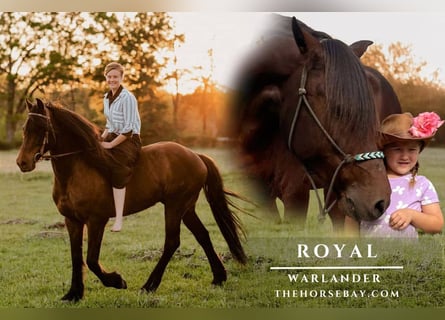 Warlander, Wałach, 8 lat, 157 cm, Gniada