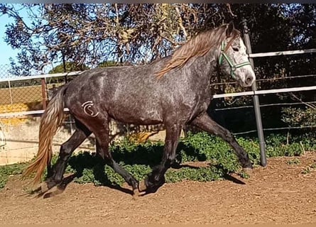 Warlanderhäst, Sto, 4 år, 162 cm, Grå