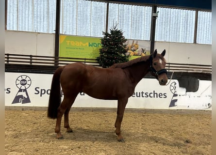 Warmblood austríaco, Caballo castrado, 10 años, 170 cm, Alazán