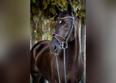 Warmblood austríaco, Caballo castrado, 11 años, 170 cm, Negro