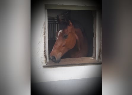 Warmblood austríaco, Caballo castrado, 11 años, 172 cm, Castaño