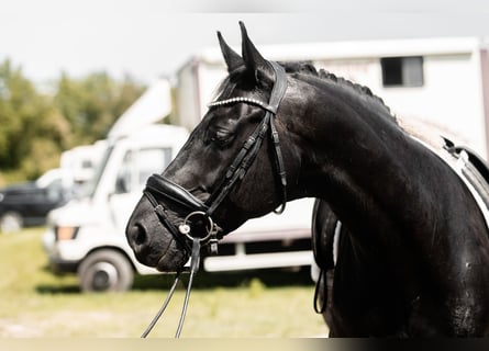 Warmblood austríaco, Caballo castrado, 12 años, 168 cm, Negro