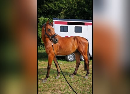 Warmblood austríaco, Caballo castrado, 13 años, Castaño