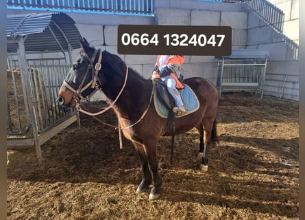 Warmblood austríaco, Caballo castrado, 14 años, 142 cm