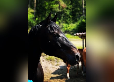 Warmblood austríaco, Caballo castrado, 15 años, 167 cm, Negro