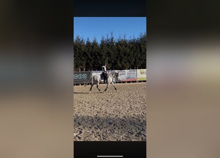 Warmblood austríaco, Caballo castrado, 16 años, 173 cm, Tordo