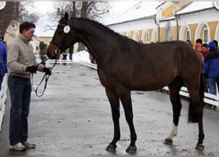 Warmblood austríaco, Caballo castrado, 20 años, 168 cm, Castaño oscuro