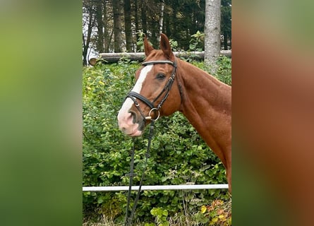 Warmblood austríaco, Caballo castrado, 23 años, 175 cm, Alazán