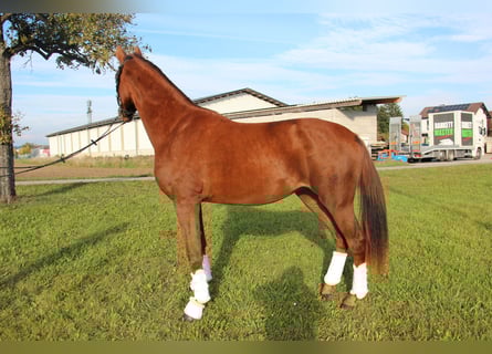 Warmblood austríaco, Caballo castrado, 2 años, 169 cm, Alazán